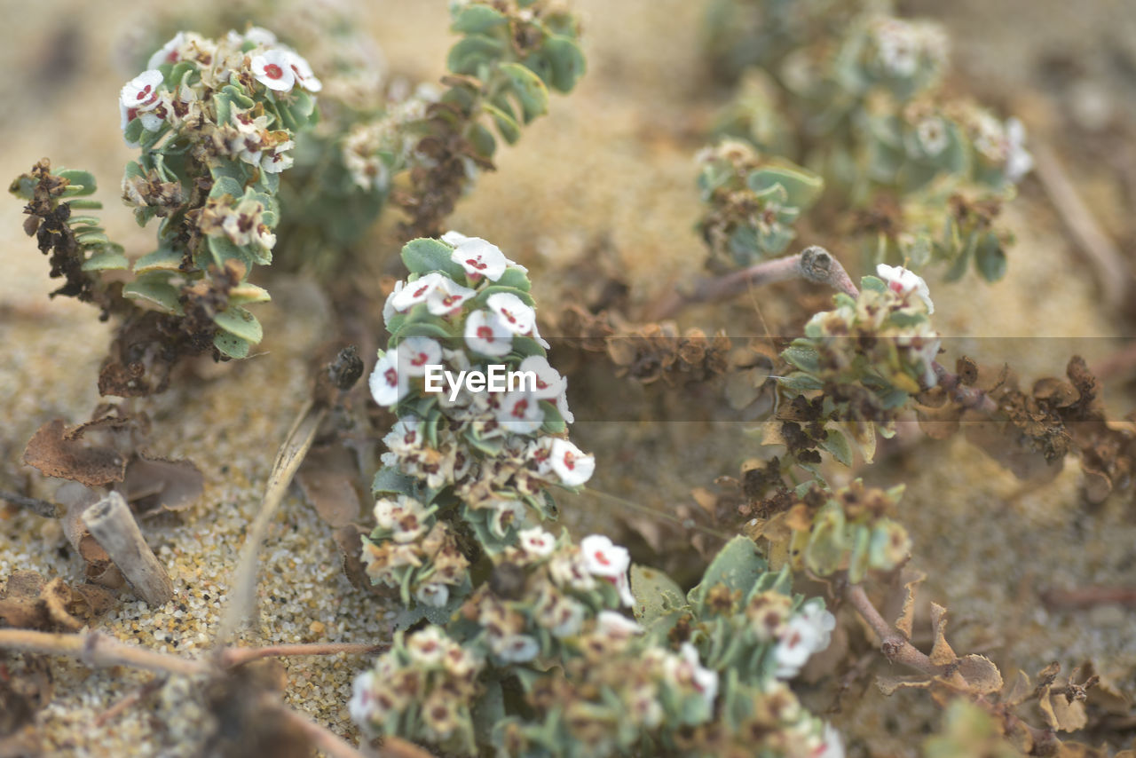 Macro close-up of tiny wildflowers growing on beach in sand in baja, mexico