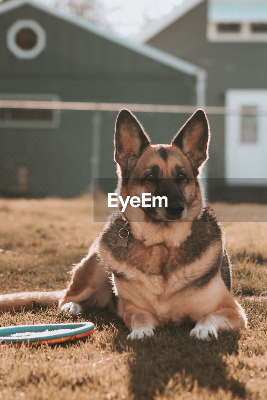 Front view of german shepherd in the afternoon 