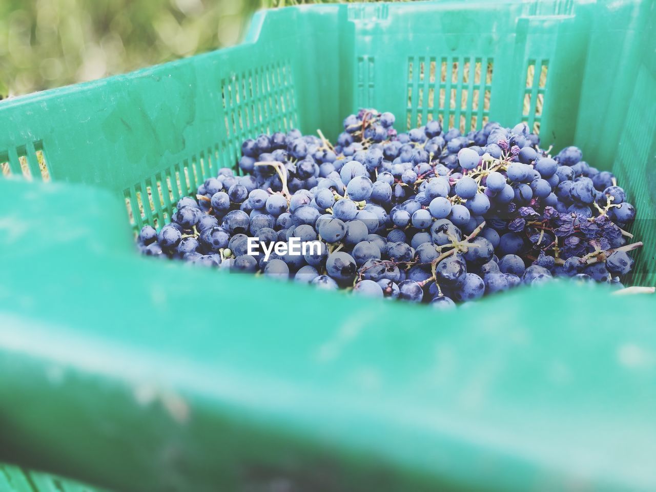 CLOSE-UP VIEW OF FRESH VEGETABLES