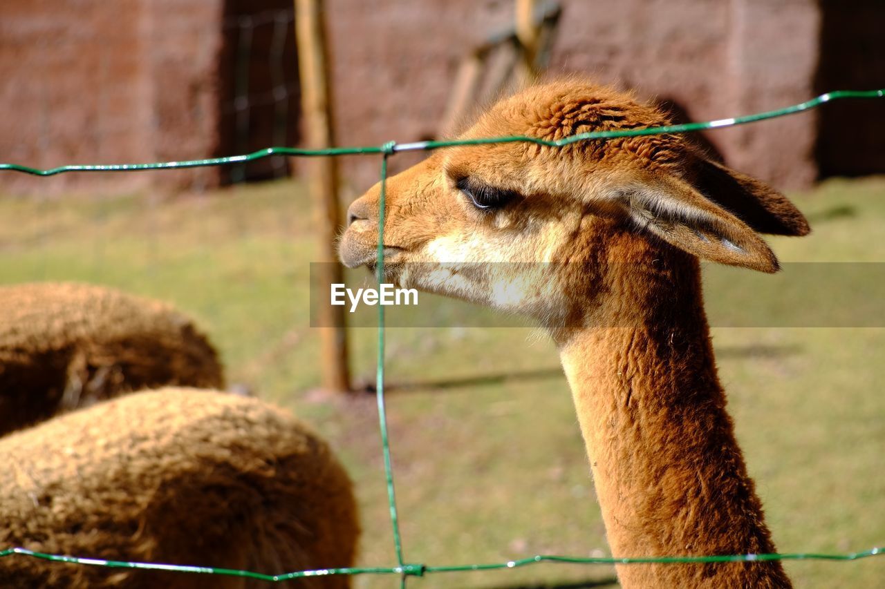 Vicuña, the rarest among the llama family