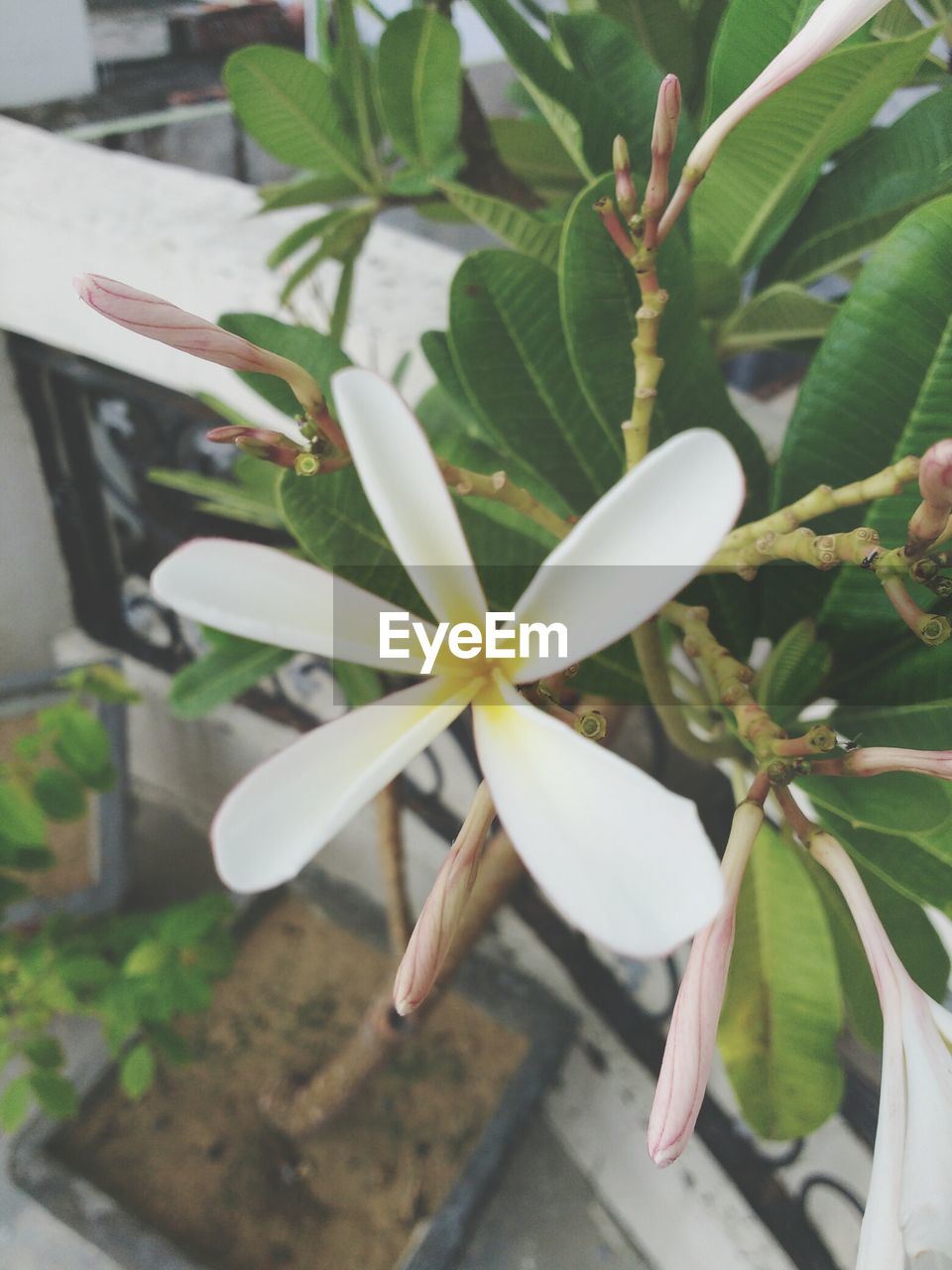 CLOSE-UP OF WHITE FLOWERS BLOOMING IN GARDEN