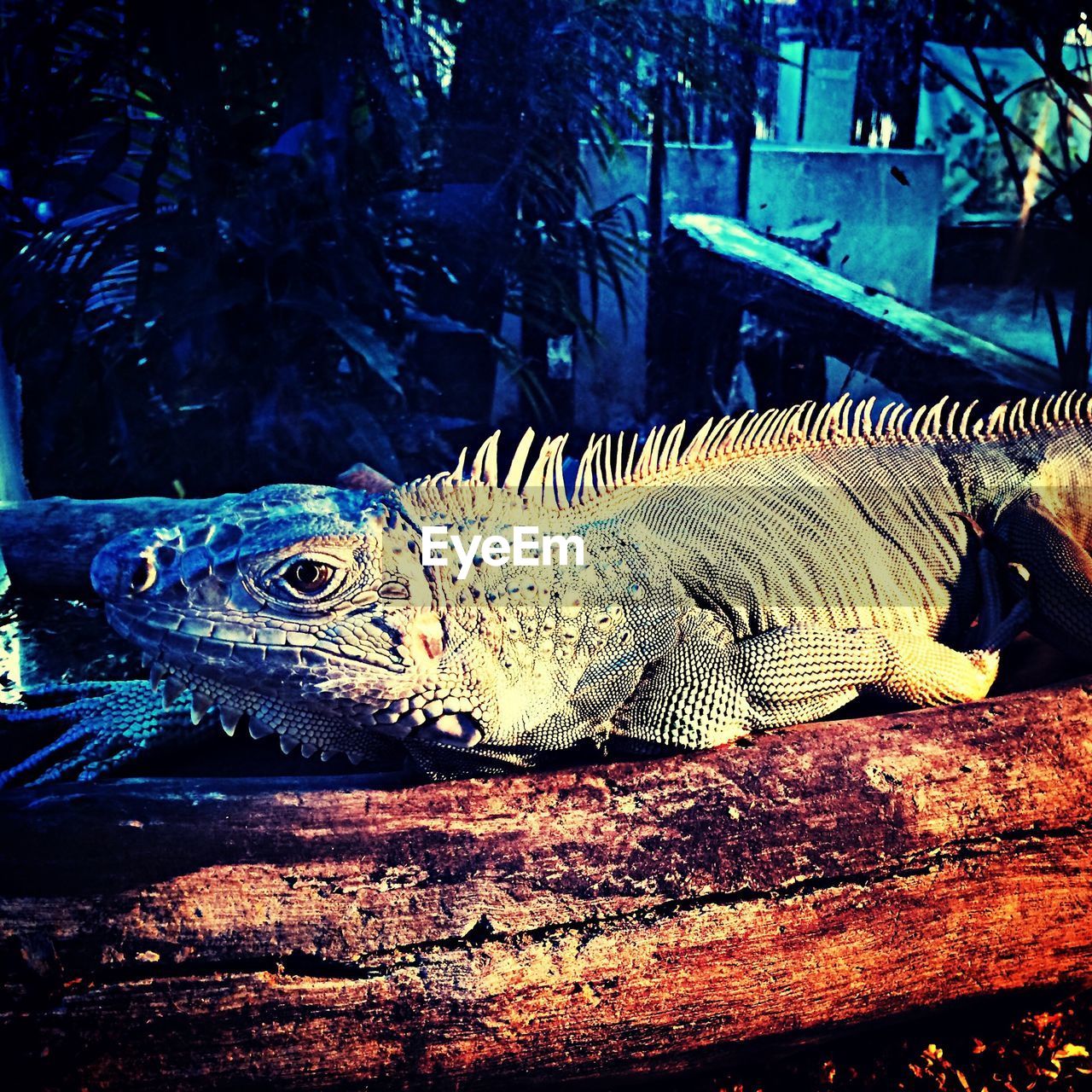 Iguana on tree trunk