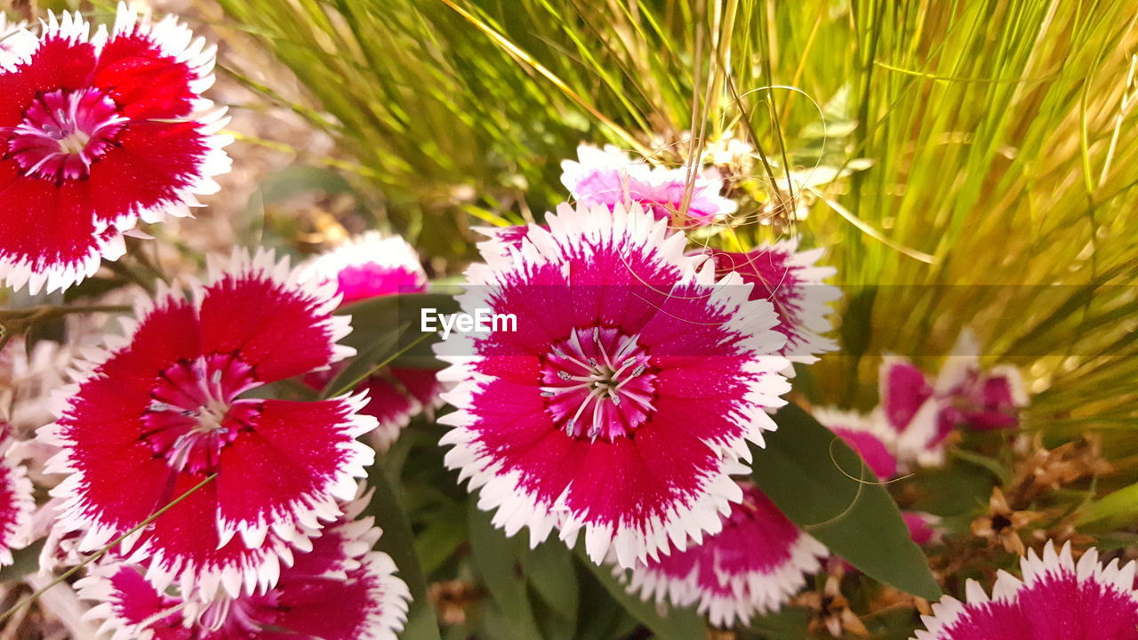 CLOSE-UP OF RED FLOWERS