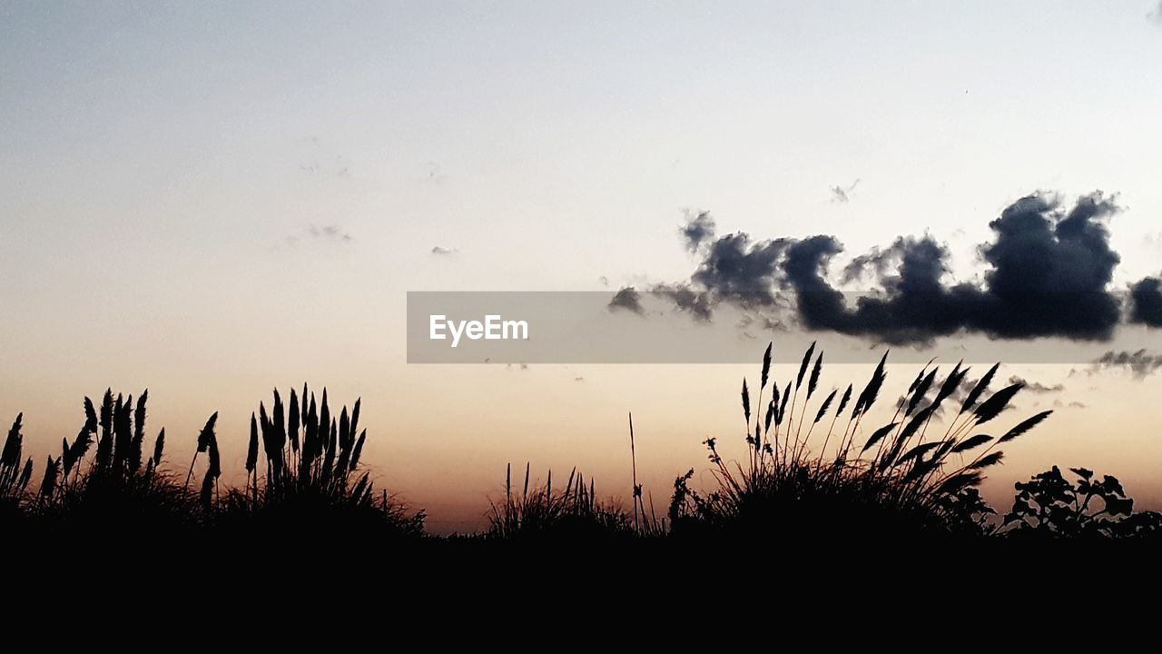 LOW ANGLE VIEW OF SILHOUETTE PLANTS AGAINST SKY