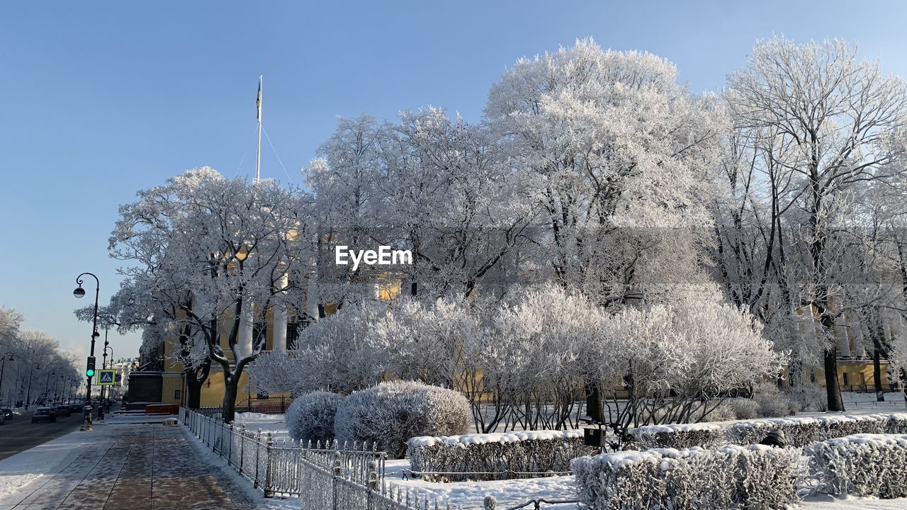 SNOW COVERED PLANTS AND TREES AGAINST SKY