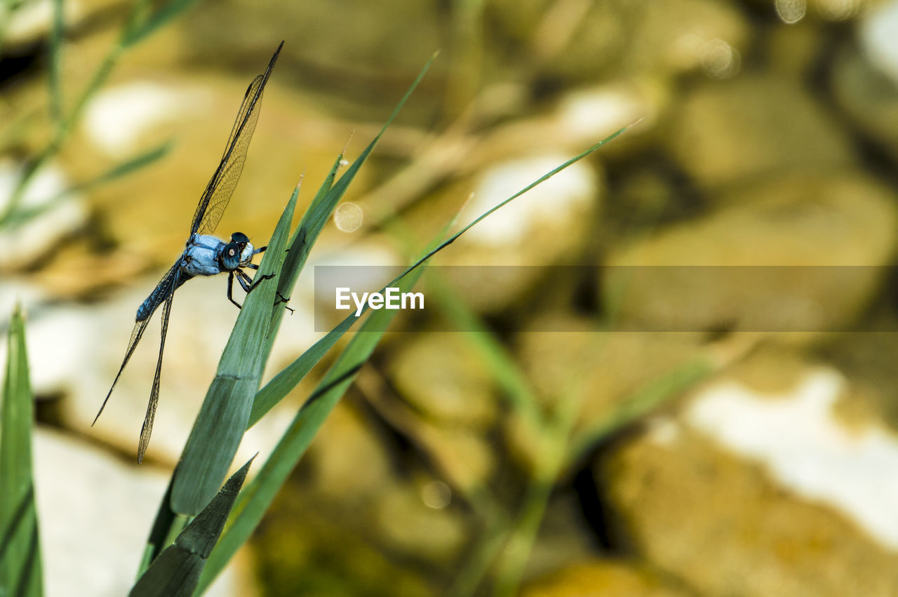 CLOSE-UP OF GRASSHOPPER