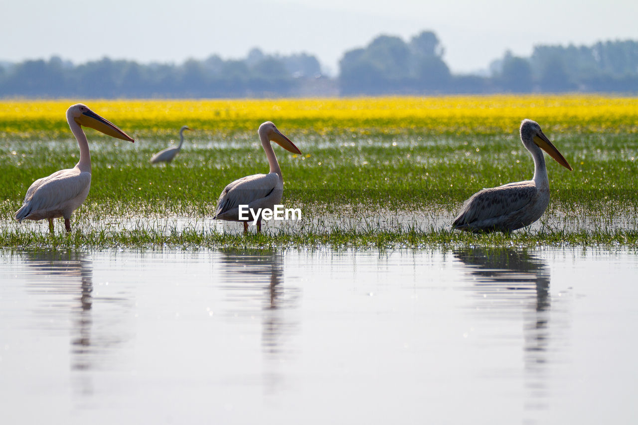 Kerkini, greece, july 12, 2021. pelican on lake kerkini. lake kerkini 