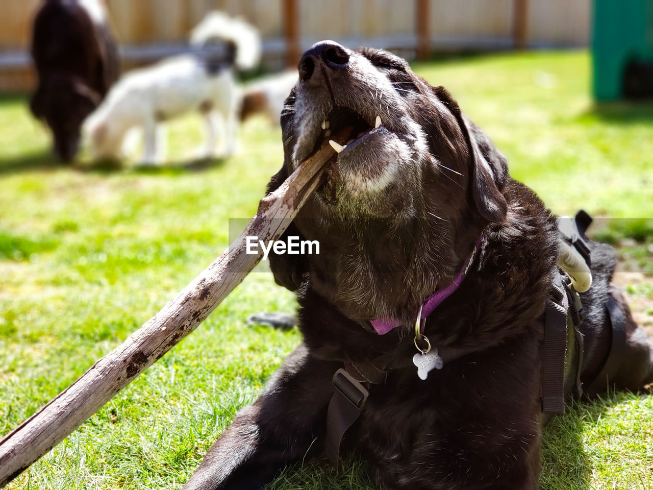 Close-up of a dog chewing a stick 