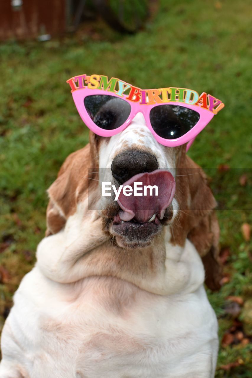 Close-up of dog wearing sunglasses 