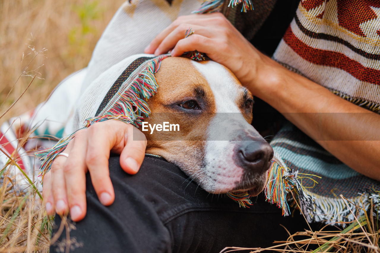 Human hand stroking the dog outdoors, autumn chilly scene