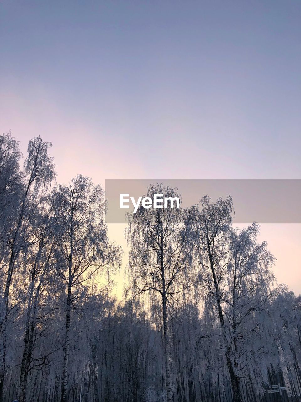 LOW ANGLE VIEW OF SILHOUETTE TREES AGAINST CLEAR SKY DURING SUNSET