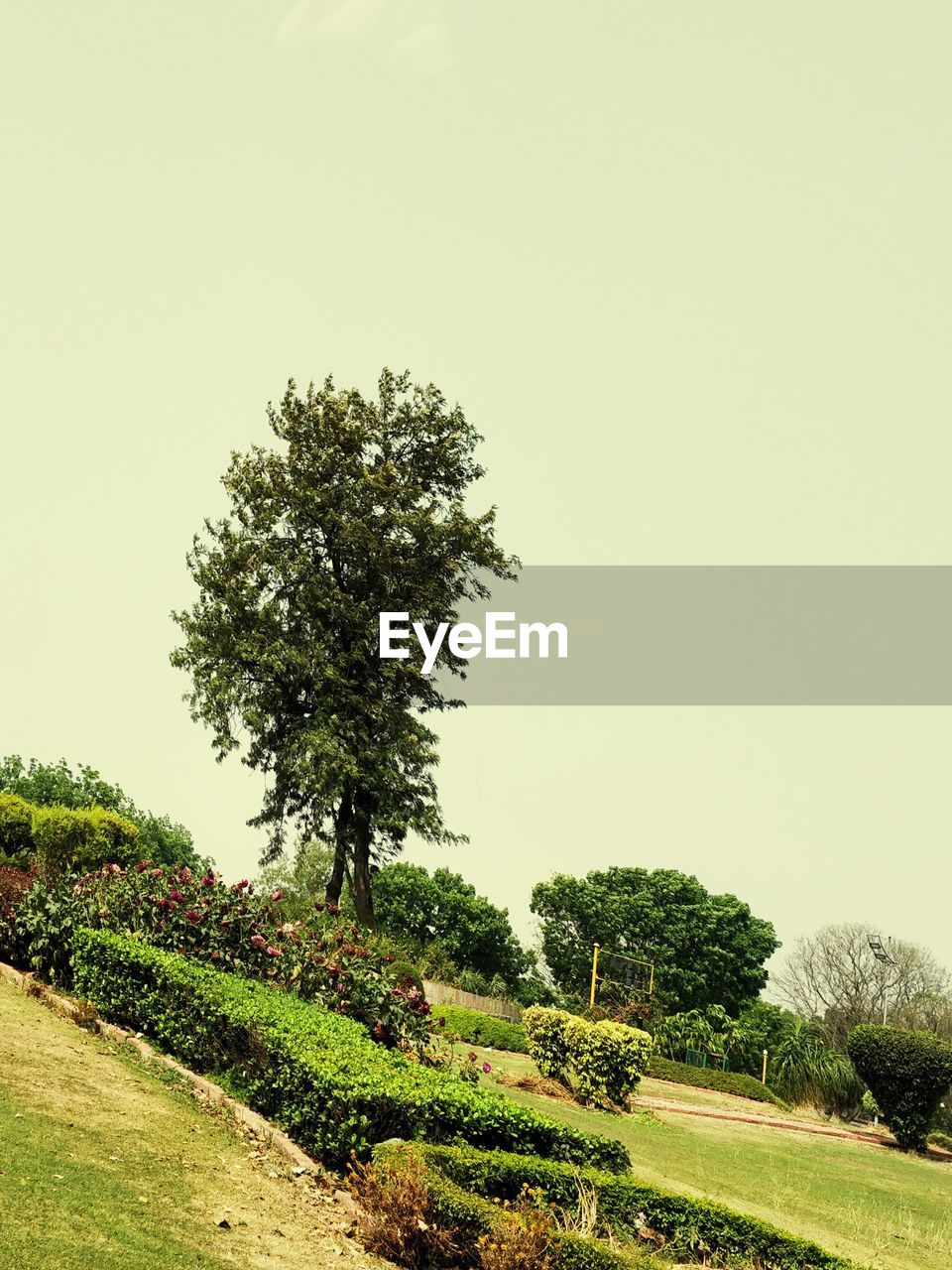 TREE ON FIELD AGAINST SKY