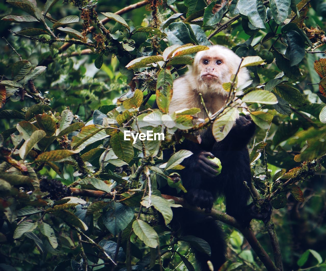 White-headed capuchin sitting on tree branch