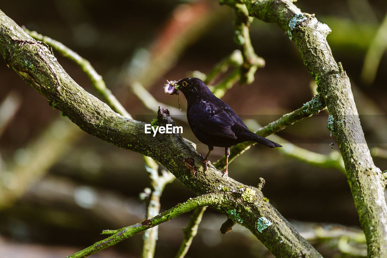 CLOSE-UP OF A BIRD PERCHING ON BRANCH