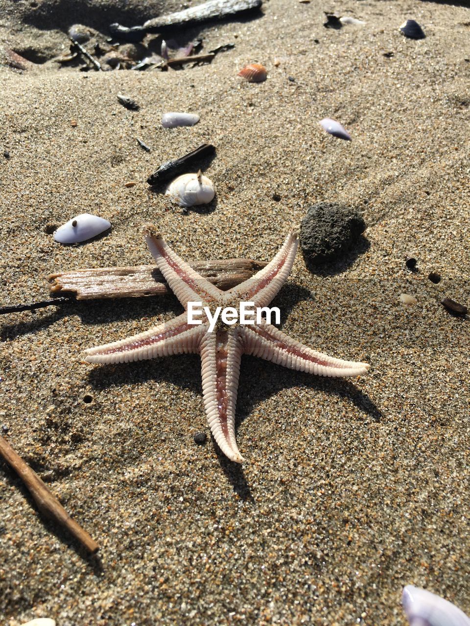 HIGH ANGLE VIEW OF LIZARD ON BEACH