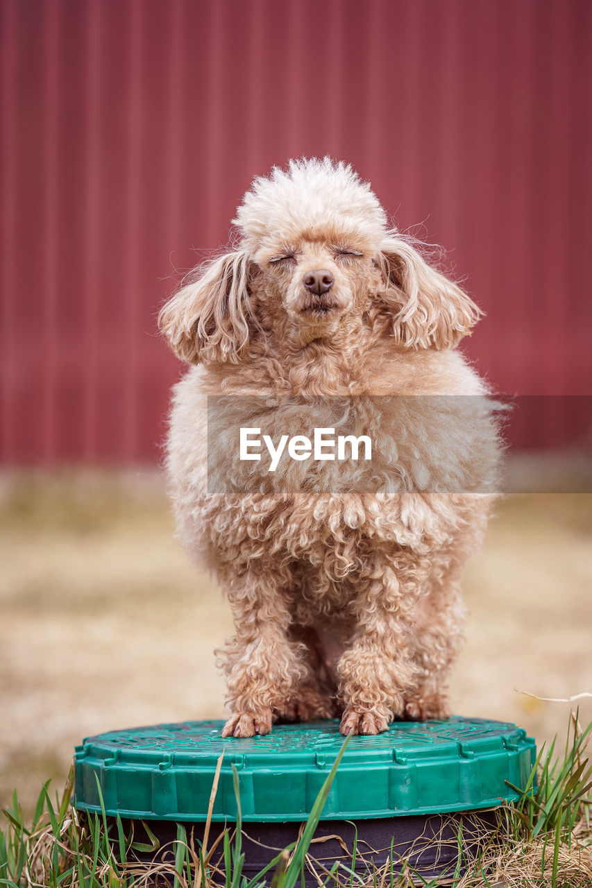 The dog is sitting on the manhole cover from the sewer