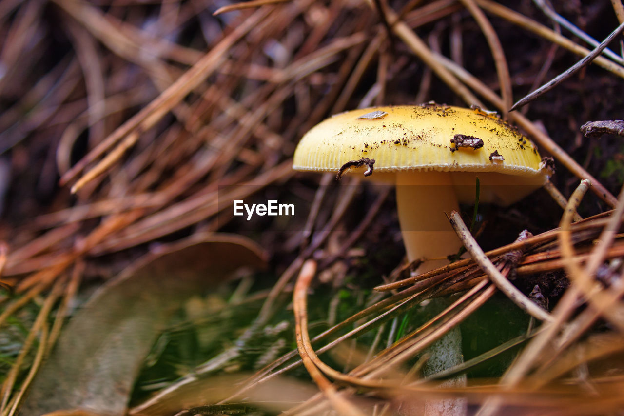 Close-up of mushroom growing on field