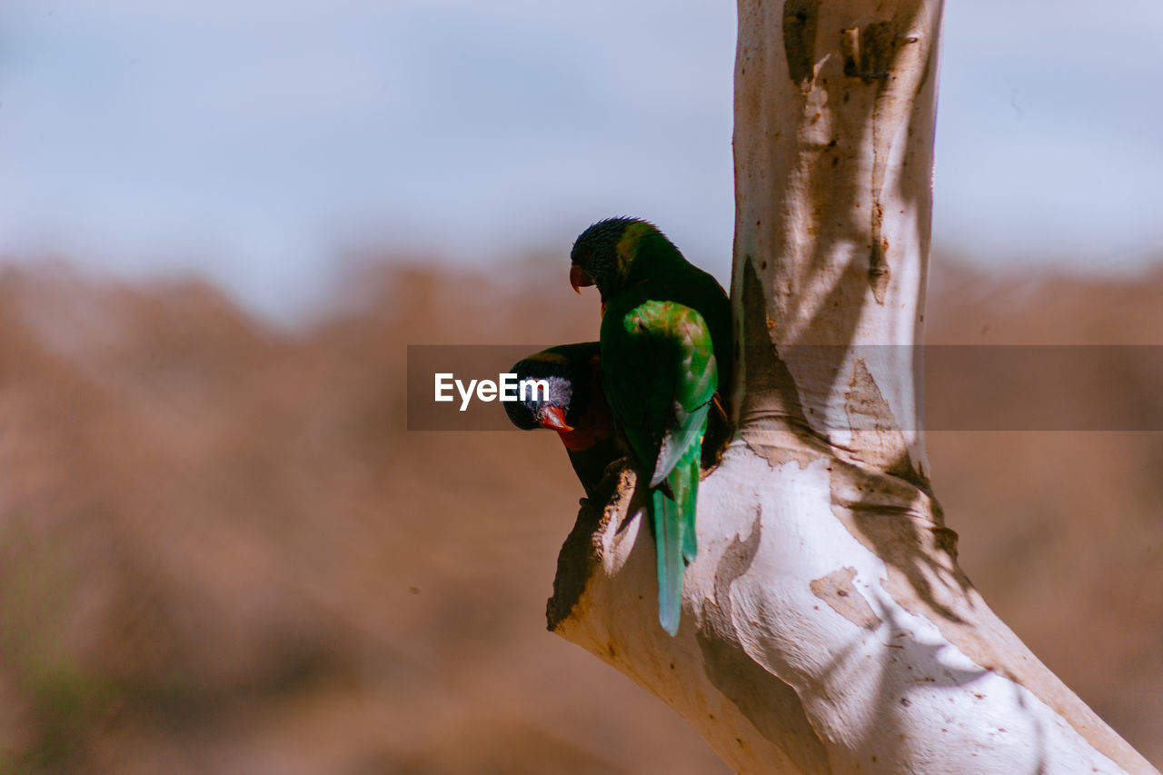 Low angle view of birds perching on tree