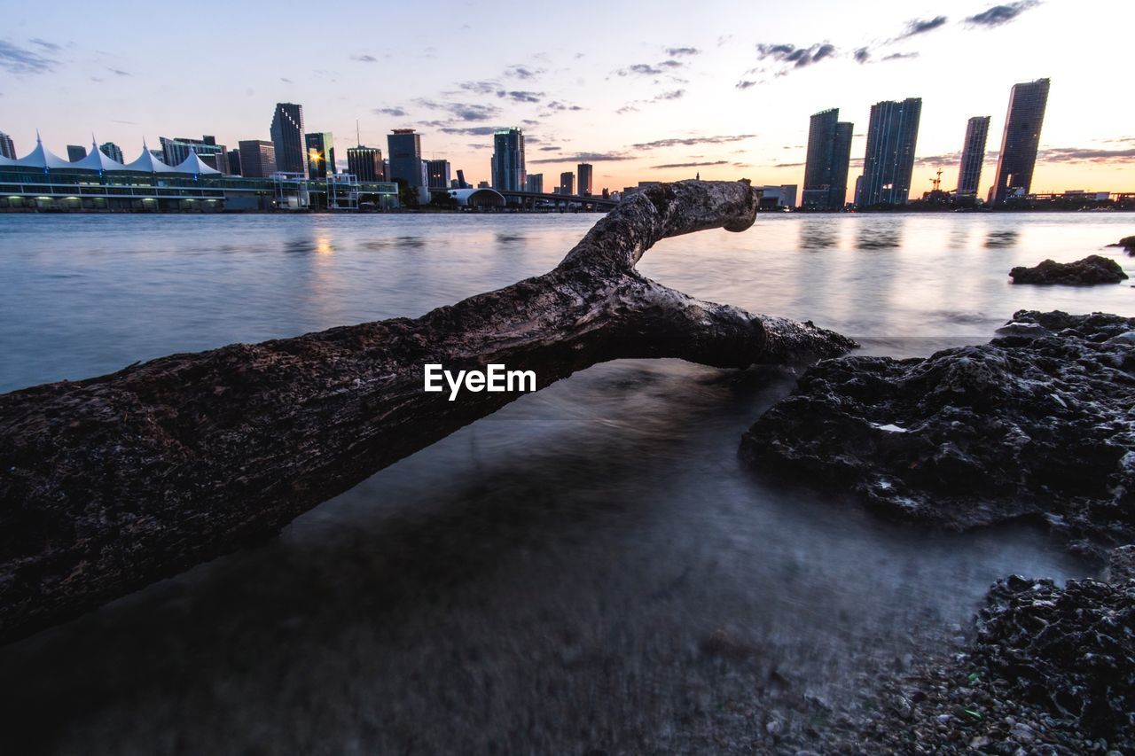 Driftwood at shore of biscayne bay by cityscape during sunset