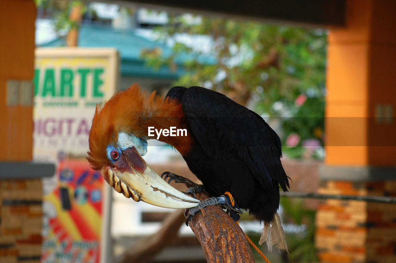 CLOSE-UP OF A BIRD EATING