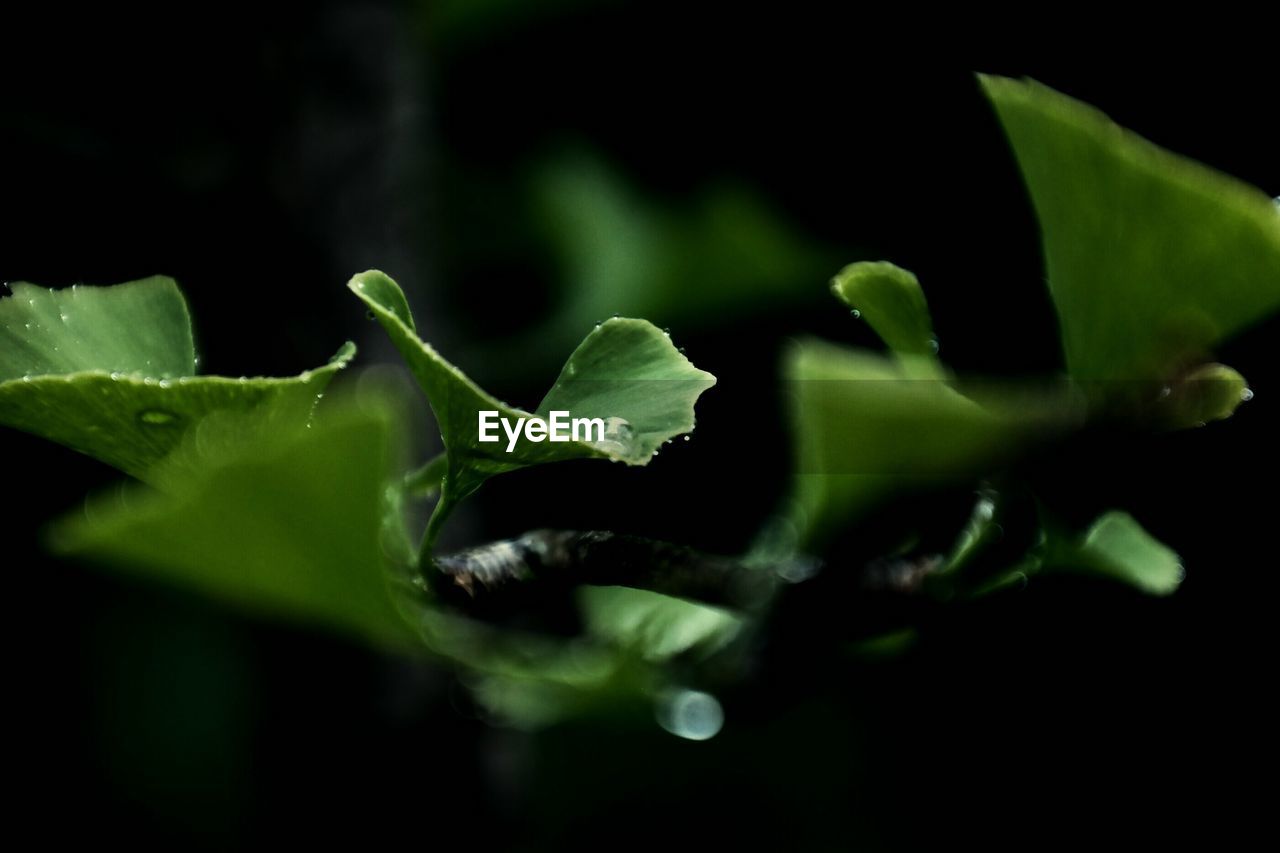 Close-up of green leaves