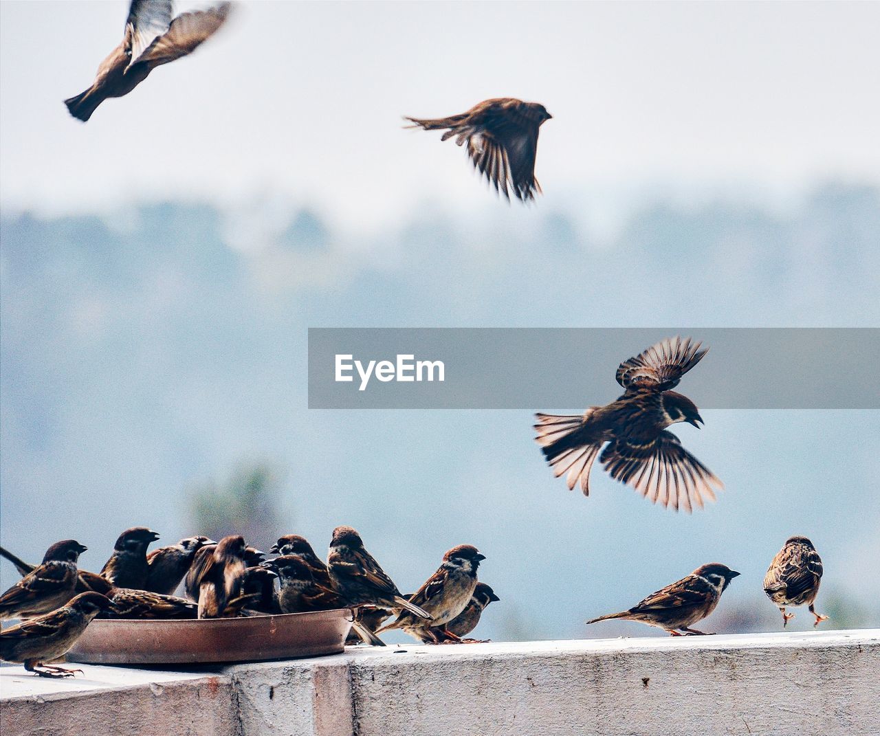 Low angle view of sparrows flying