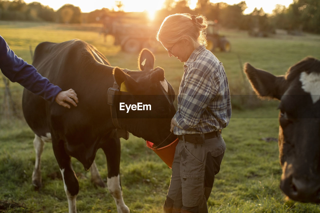 Female farmer feeding cows on field during sunset