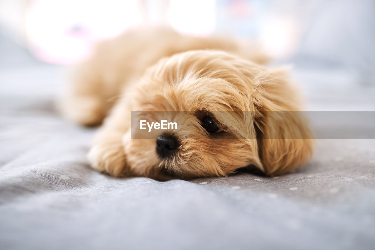 close-up of dog on floor