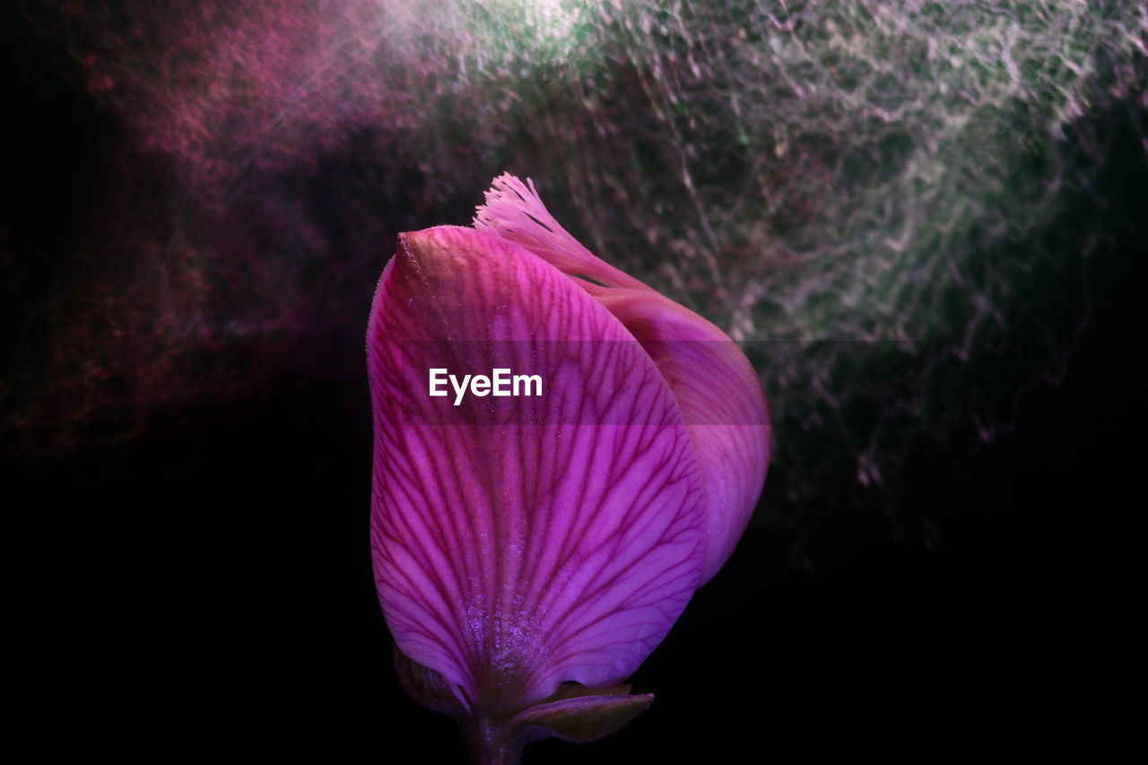 CLOSE-UP OF PINK FLOWER AGAINST PURPLE WALL