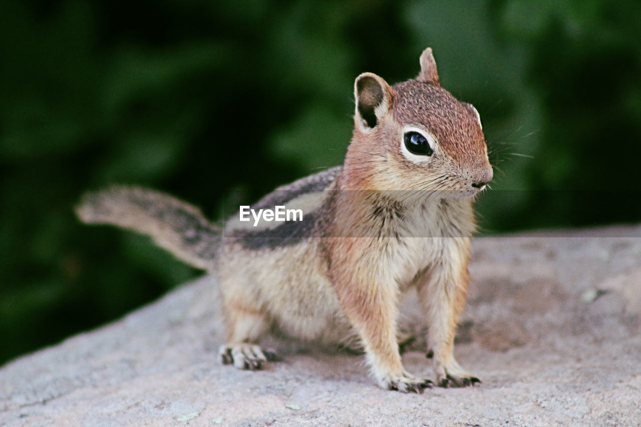 Close-up of squirrel on land