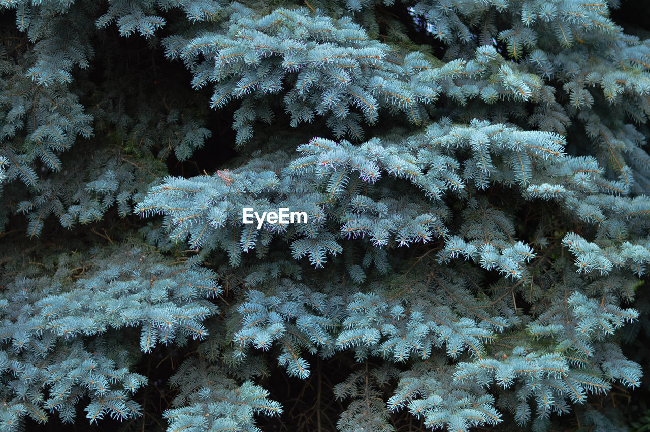 Frozen tree branches during winter