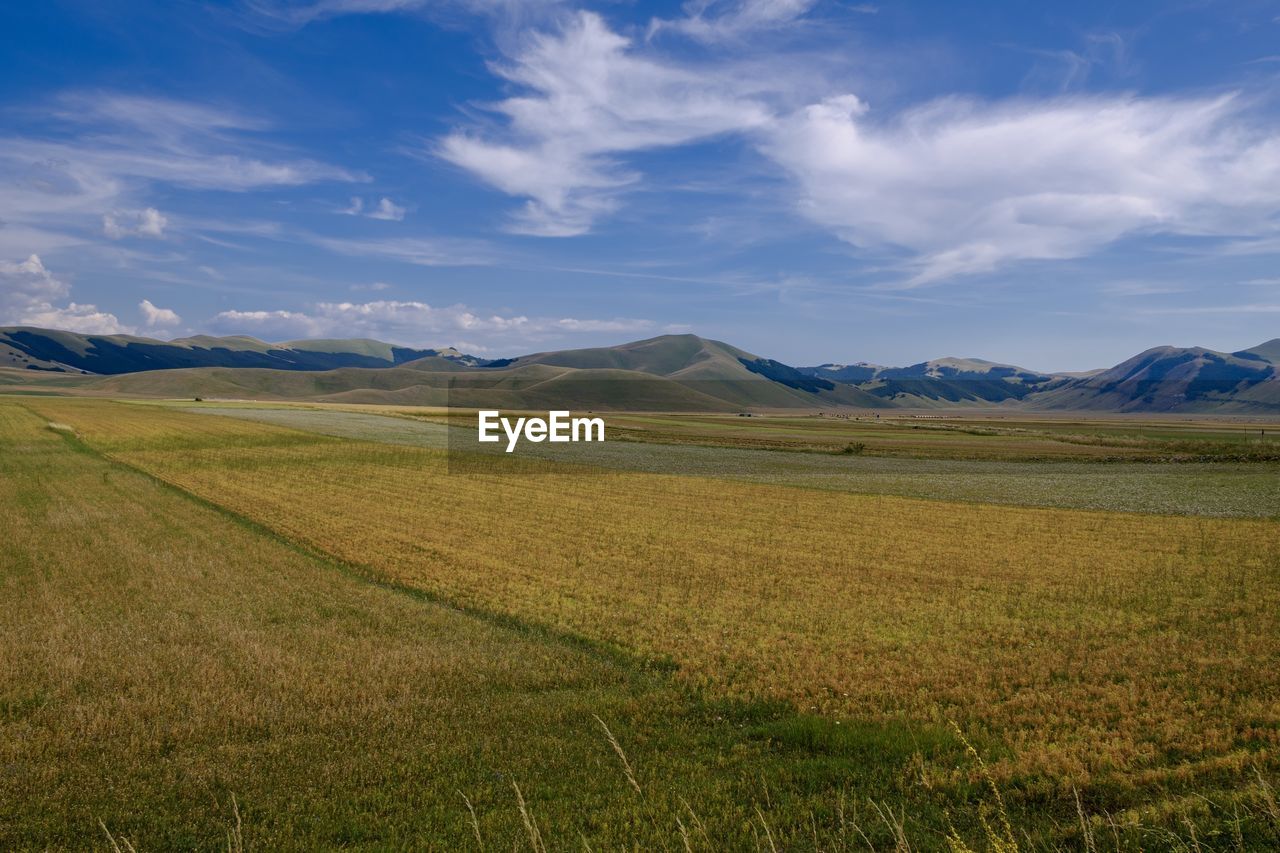 Scenic view of agricultural field against sky