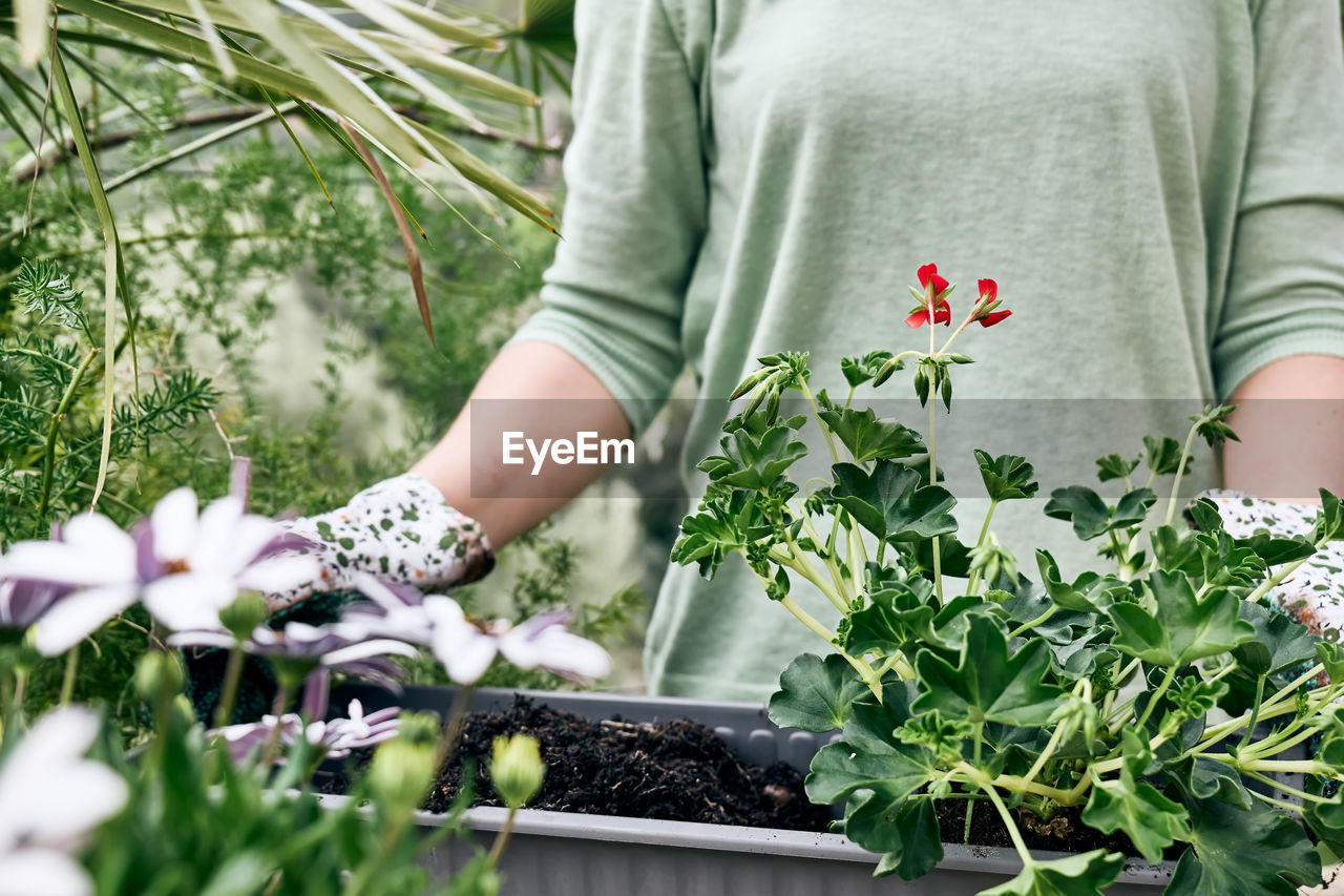 Woman gardener controls geranium leaves in the garden. spring gardening. green house