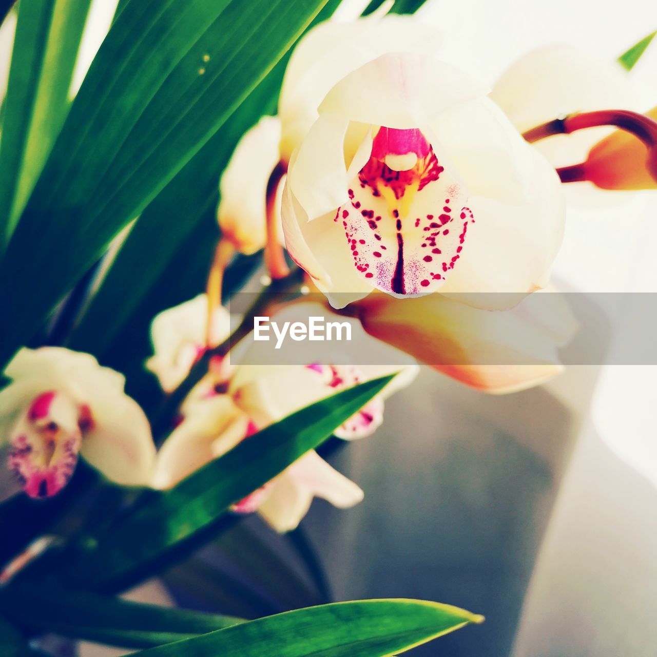 CLOSE-UP OF PINK FLOWER