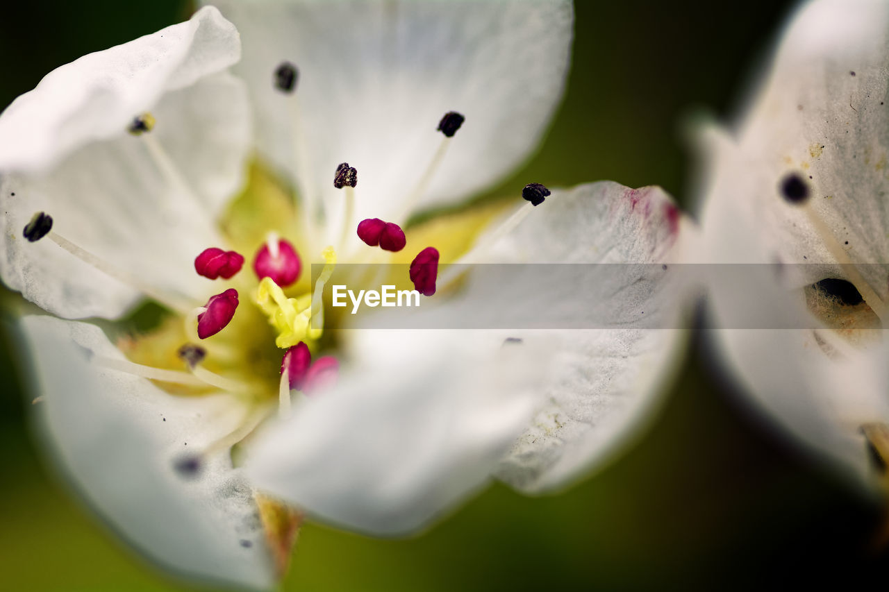 Extreme close-up of flower