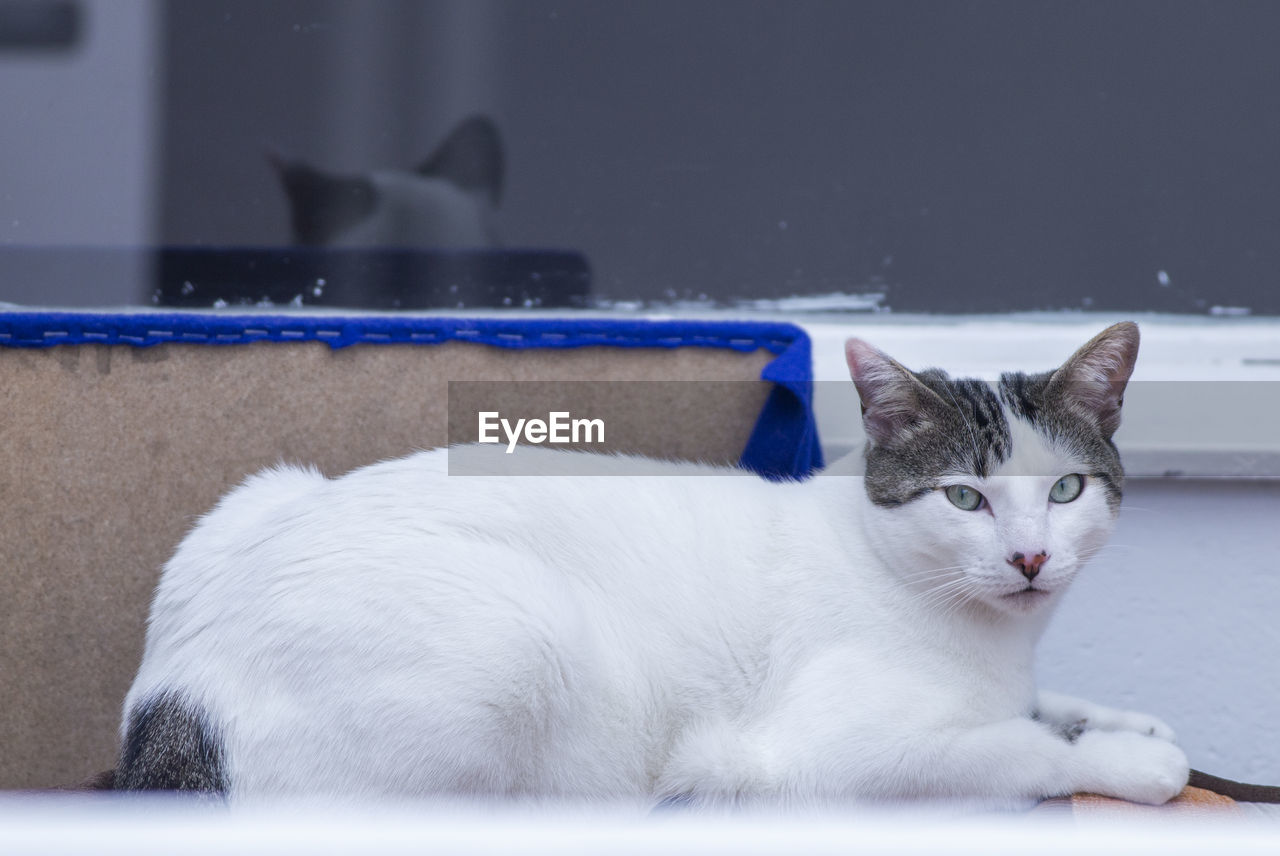 Close-up of a cat resting