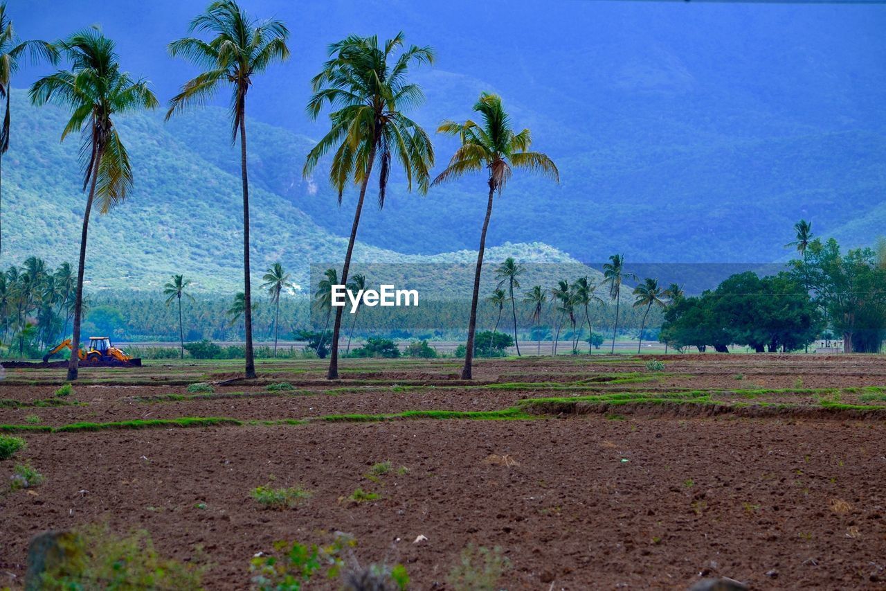 PALM TREES ON LANDSCAPE AGAINST SKY