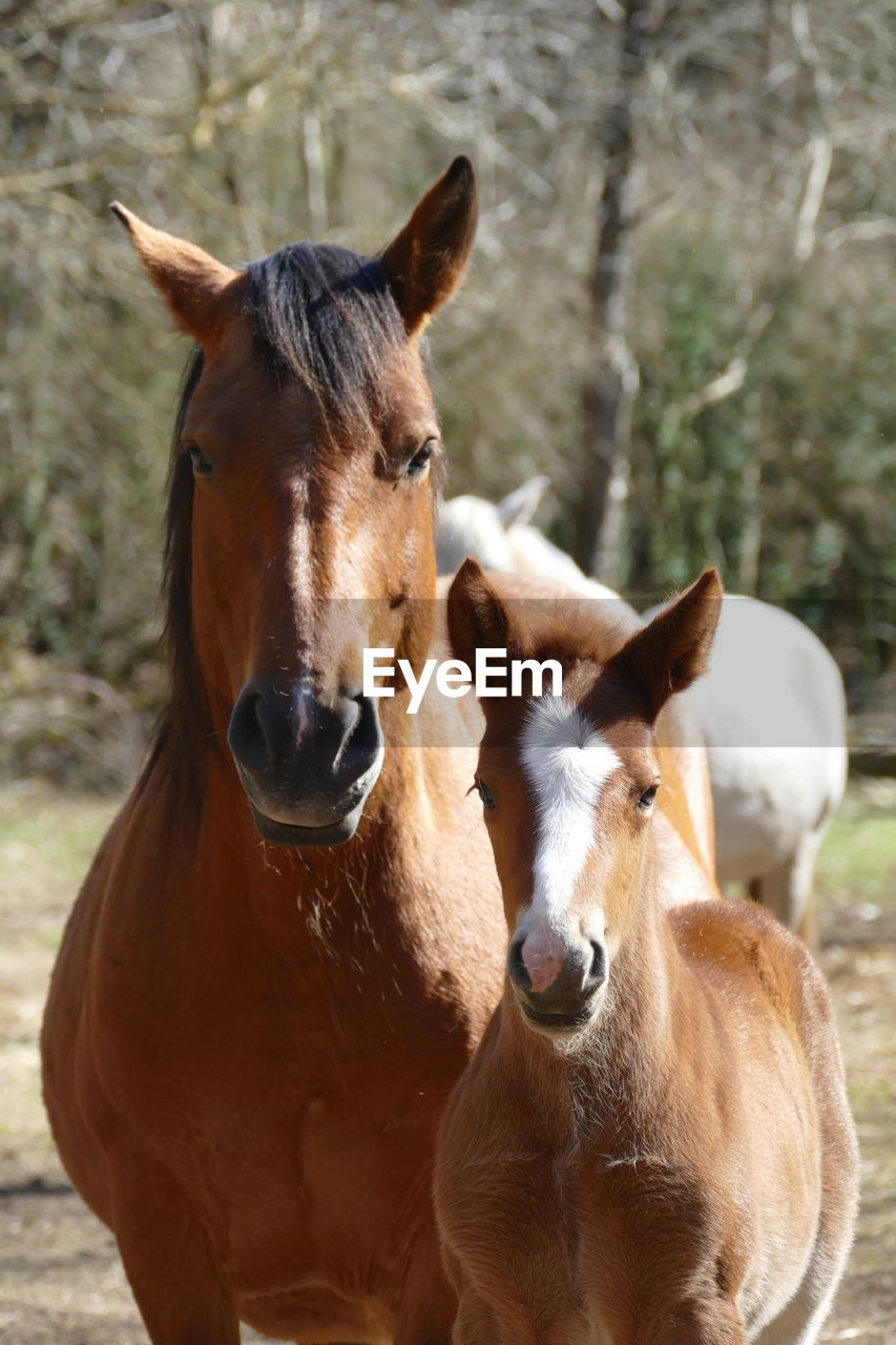 Two horses looking at camera, portait of a mare and foal