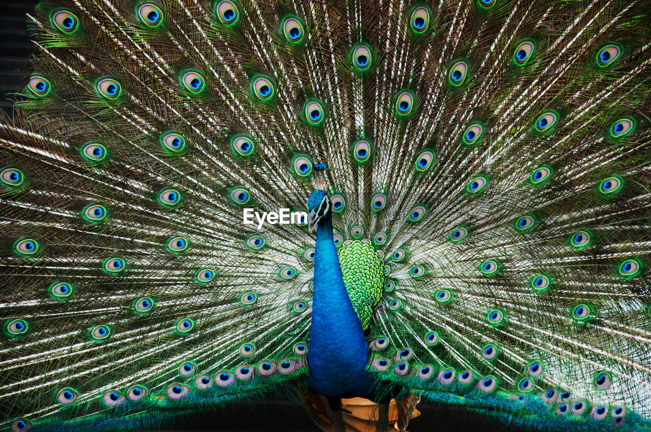 FULL FRAME SHOT OF PEACOCK FEATHERS