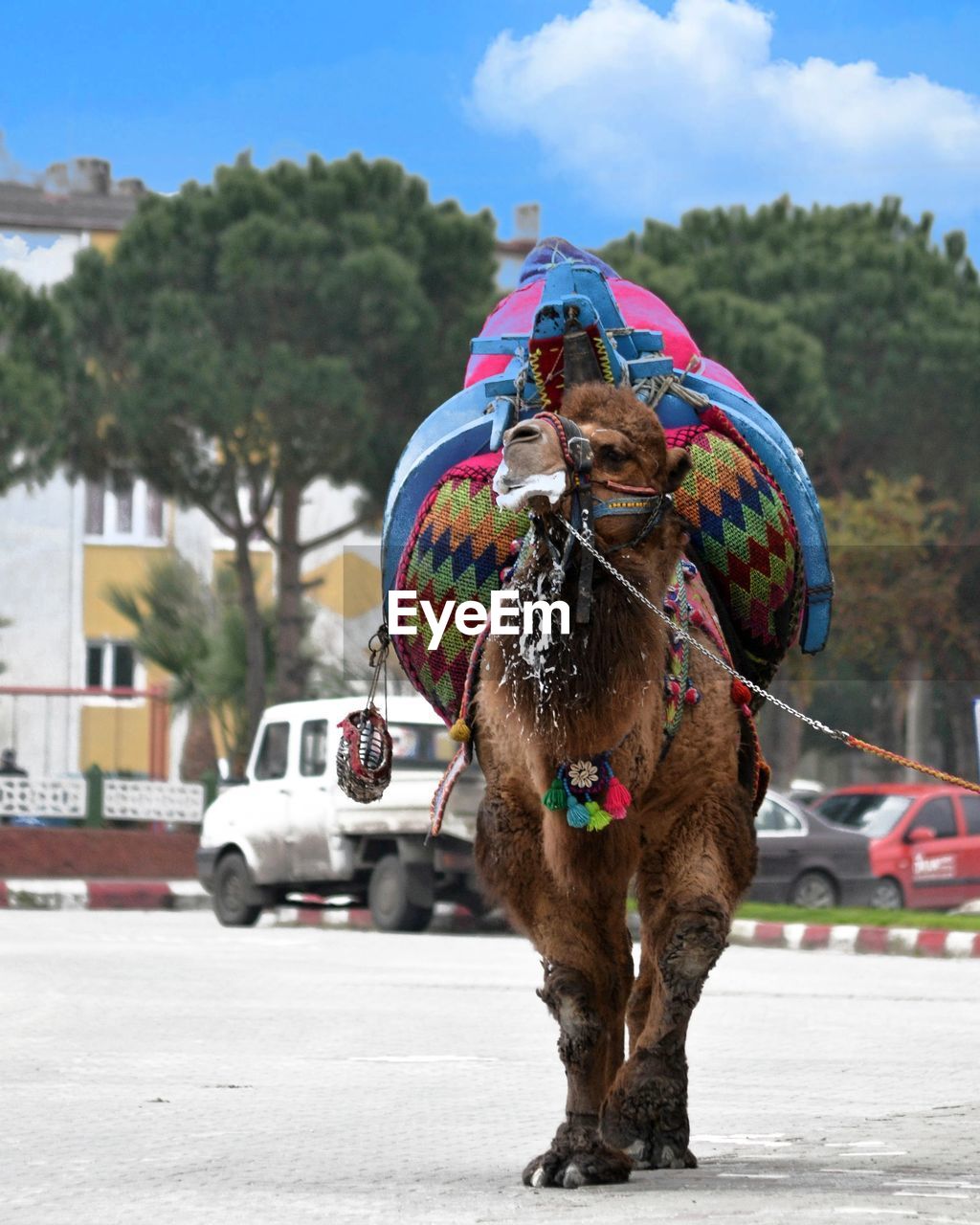 HORSE CART IN STREET