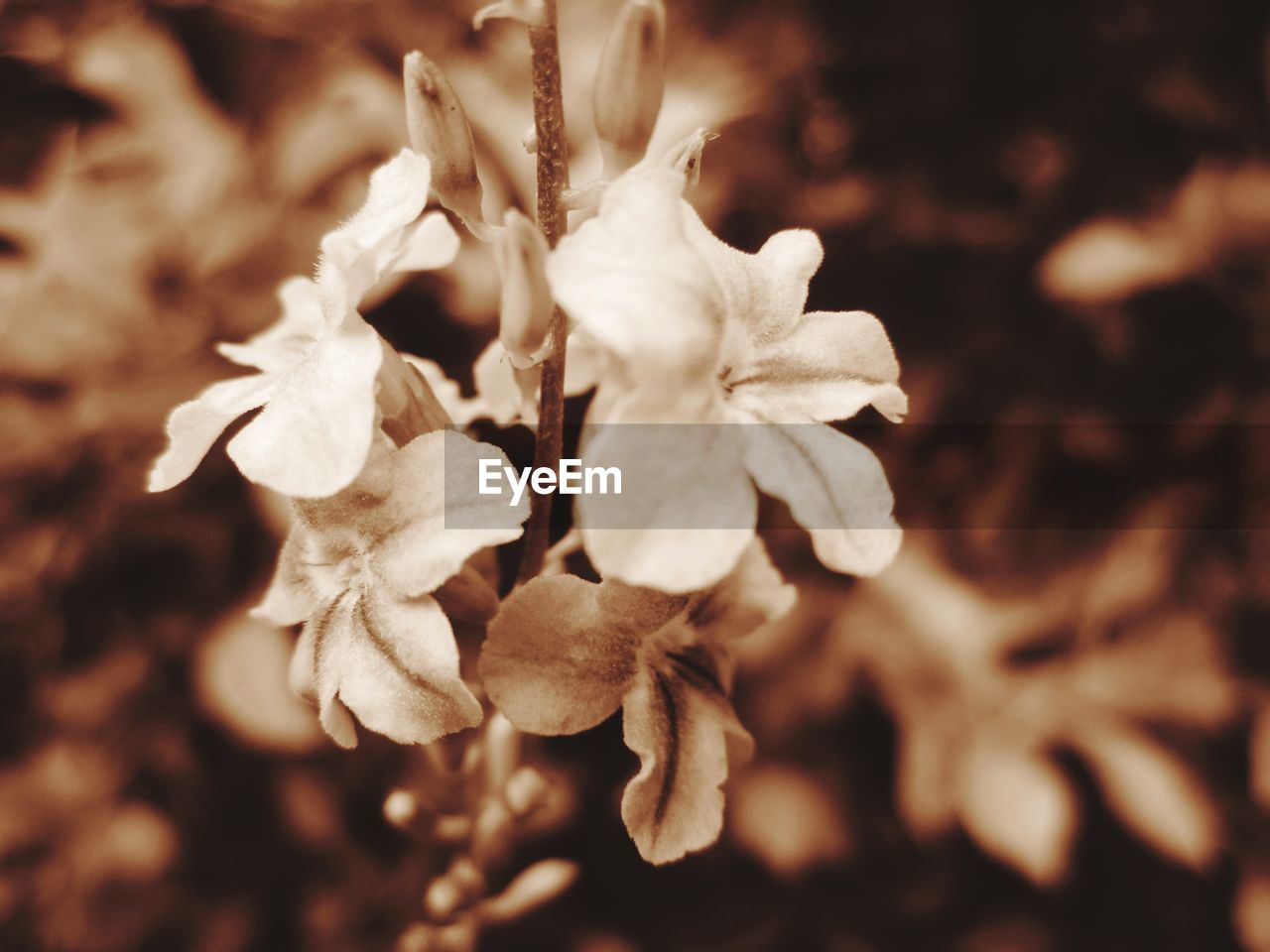 CLOSE-UP OF FLOWER AT NIGHT