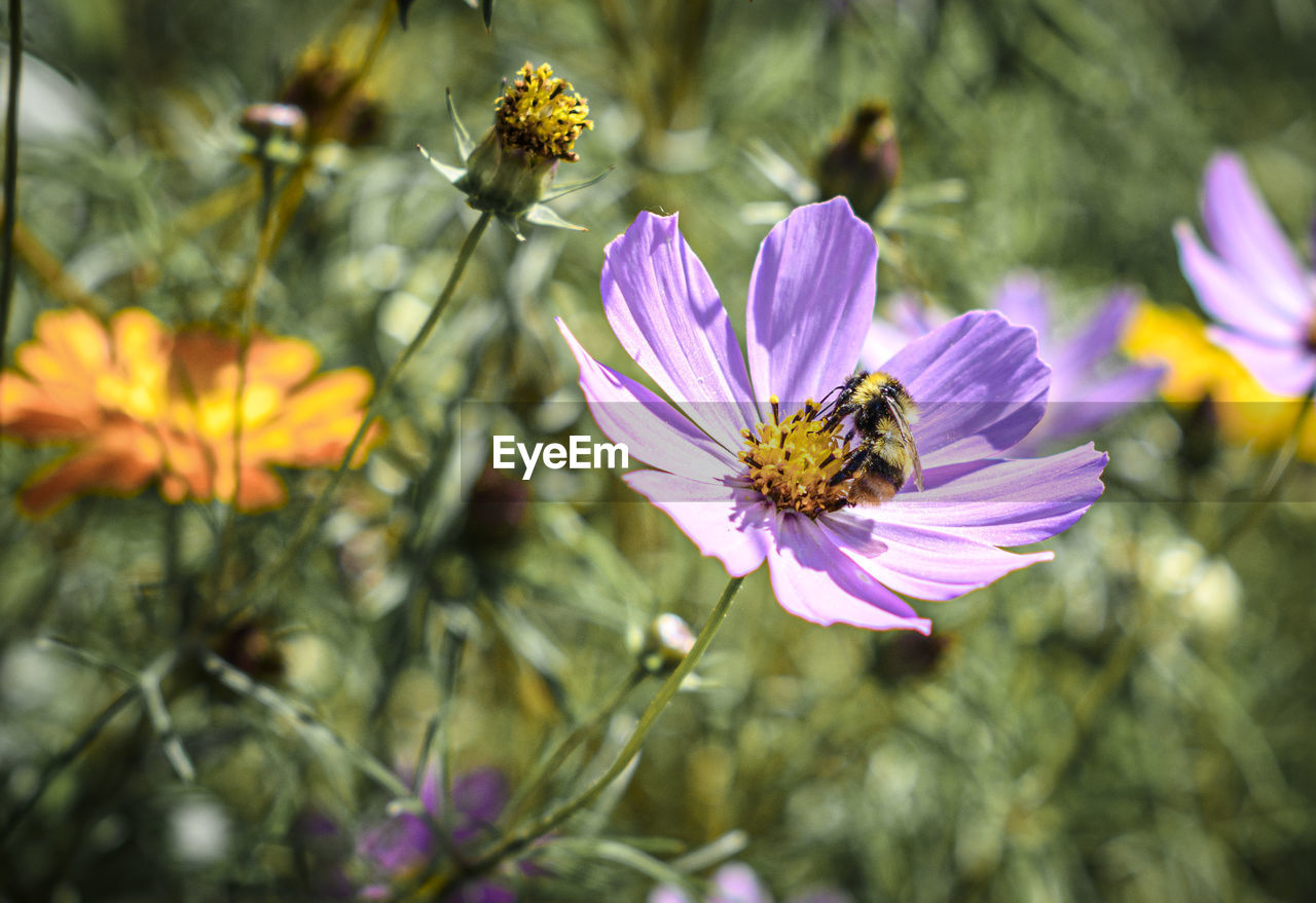 Close-up of bee pollinating on purple flower