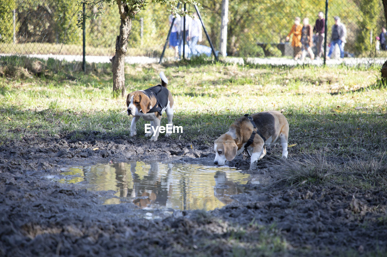 View of a dog in water