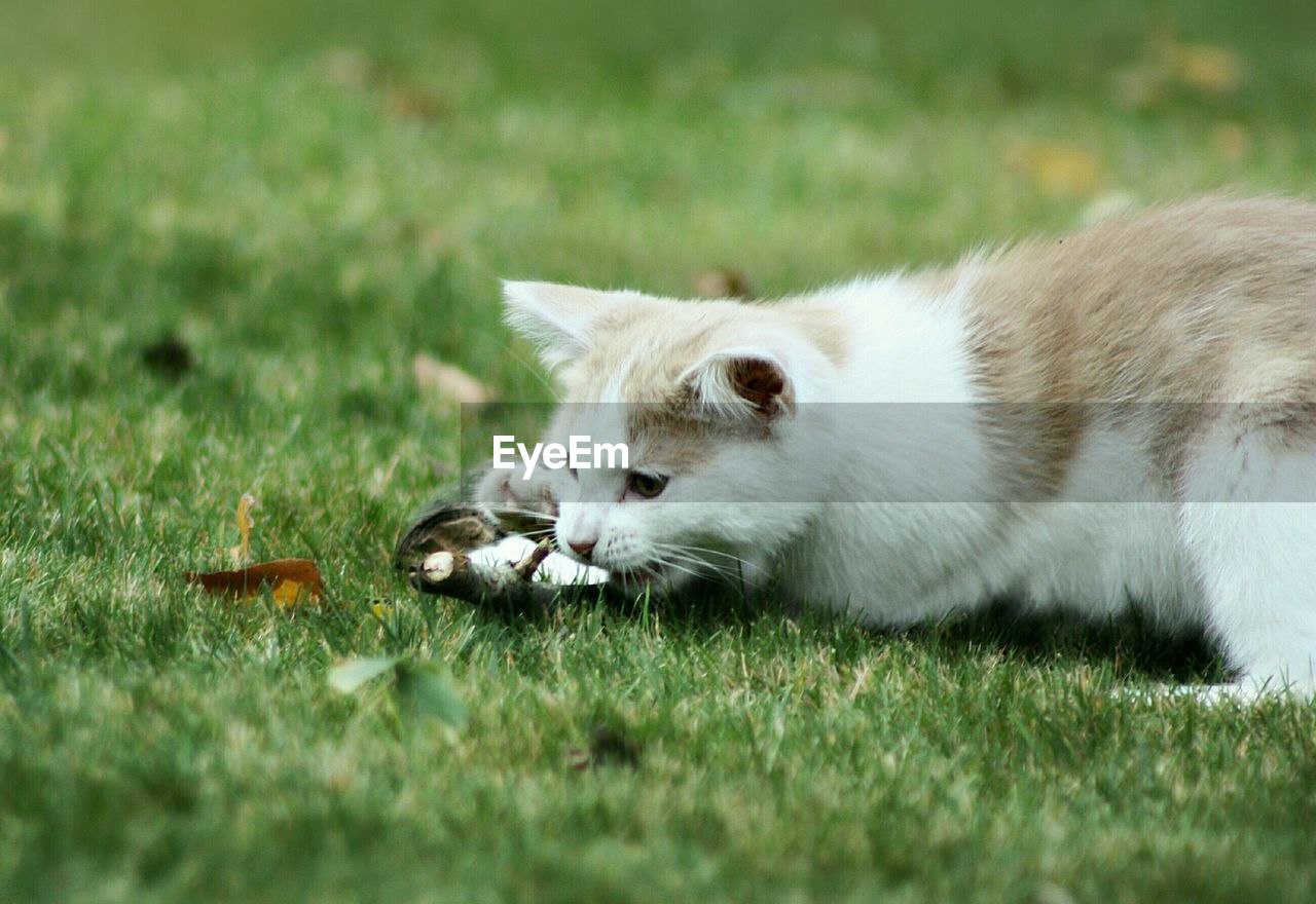 Close-up of cat on grass