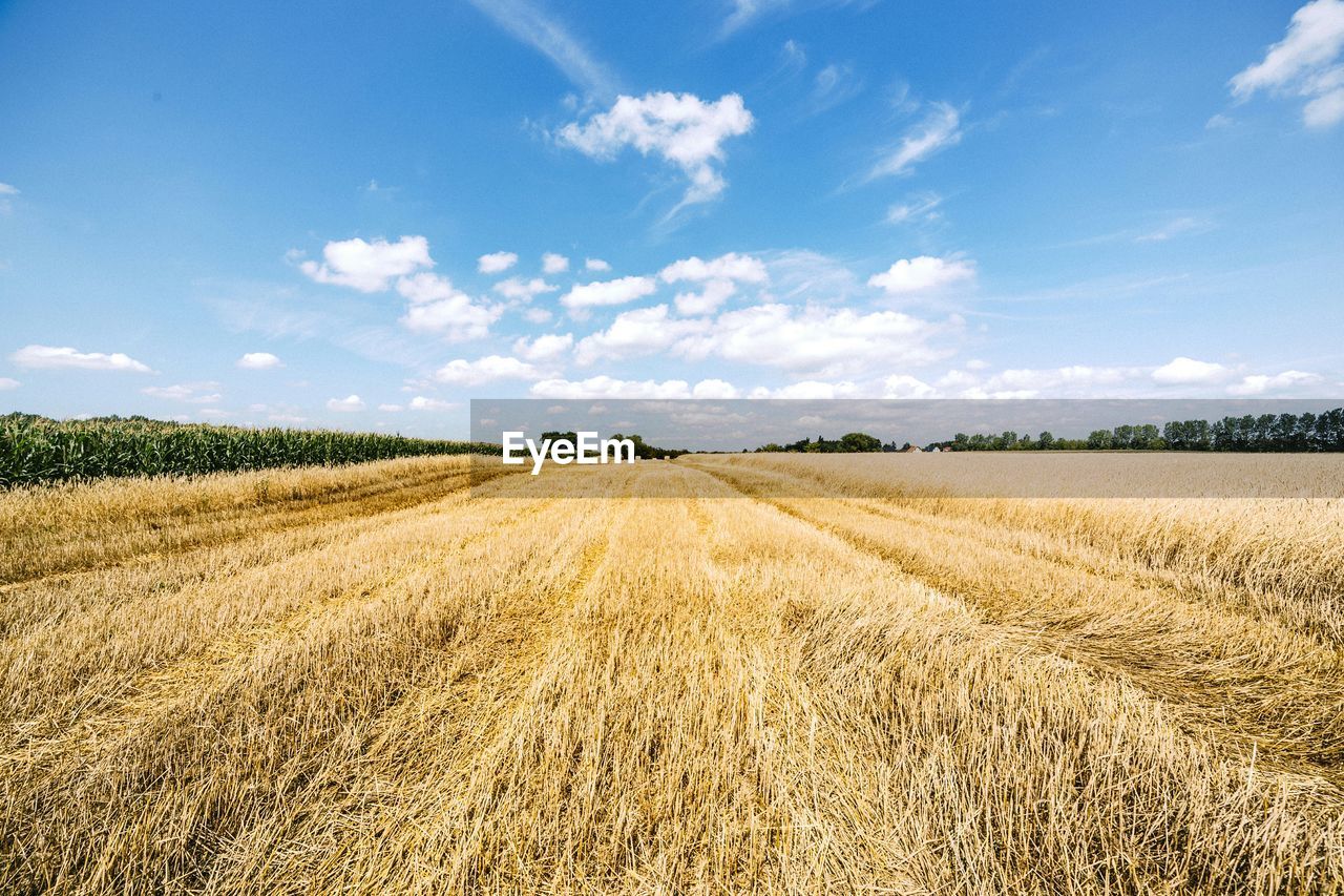 Corn field against sky
