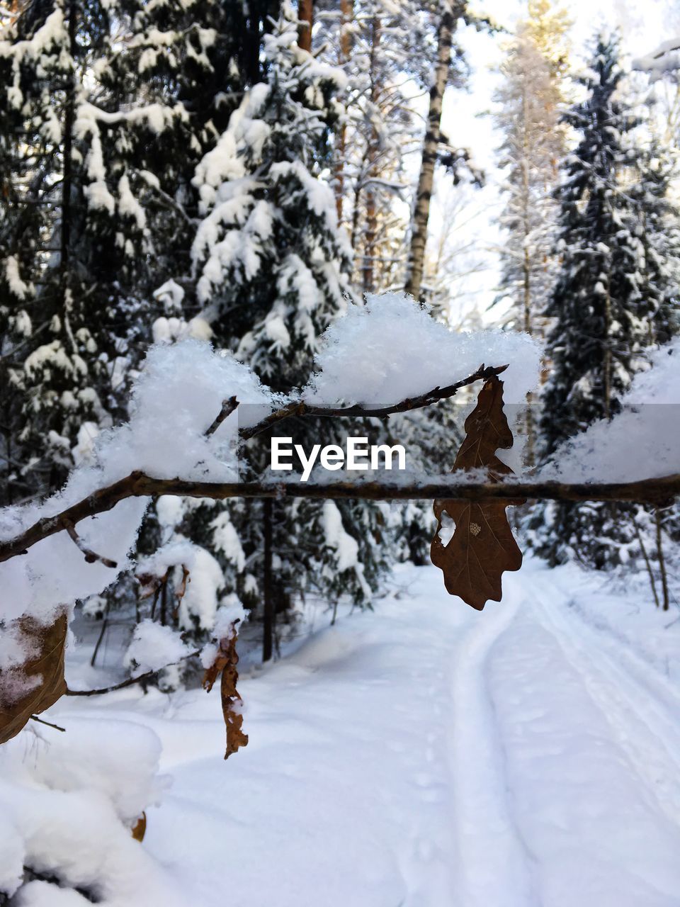 SNOW COVERED TREE IN FOREST