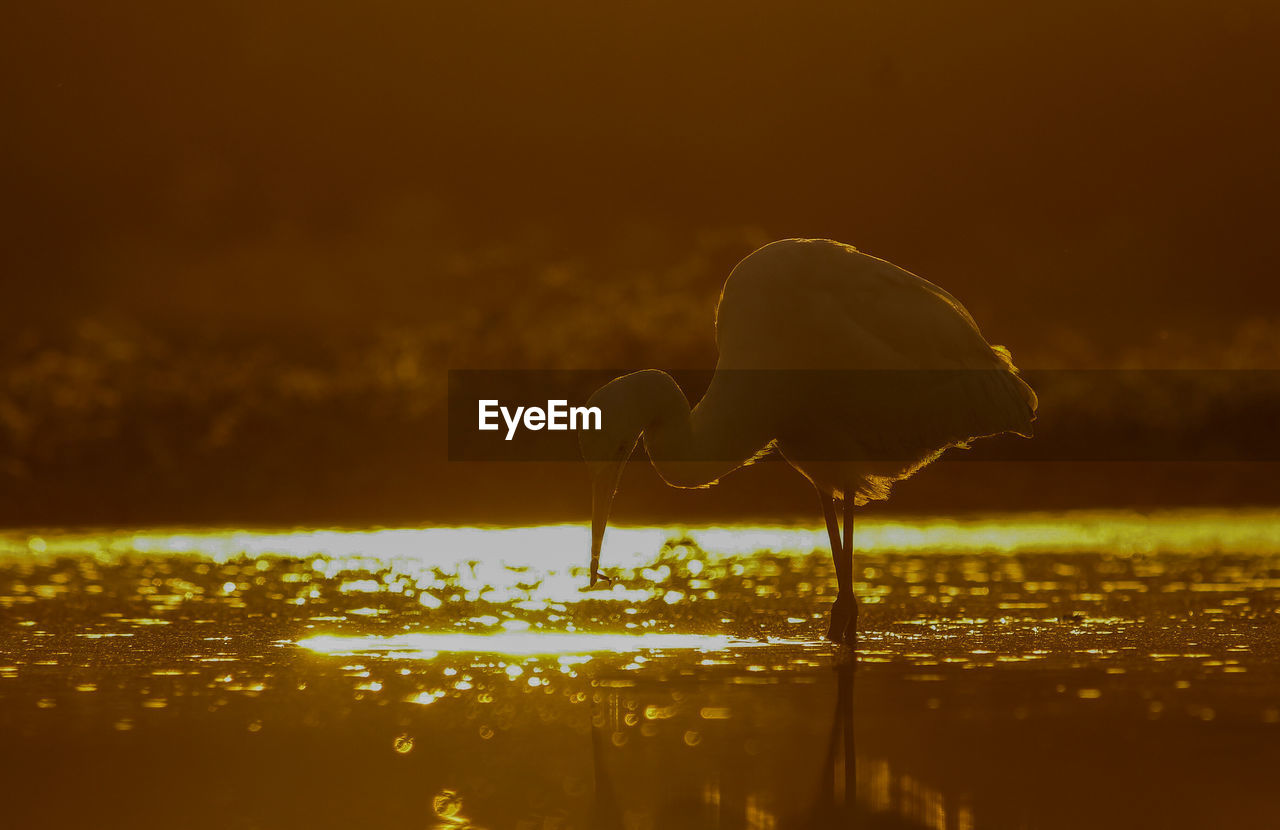 Evening rim light with a catch