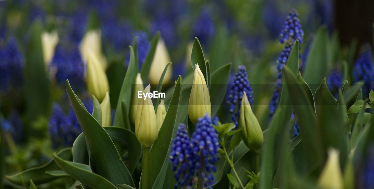 Close-up of purple crocus flowers on field