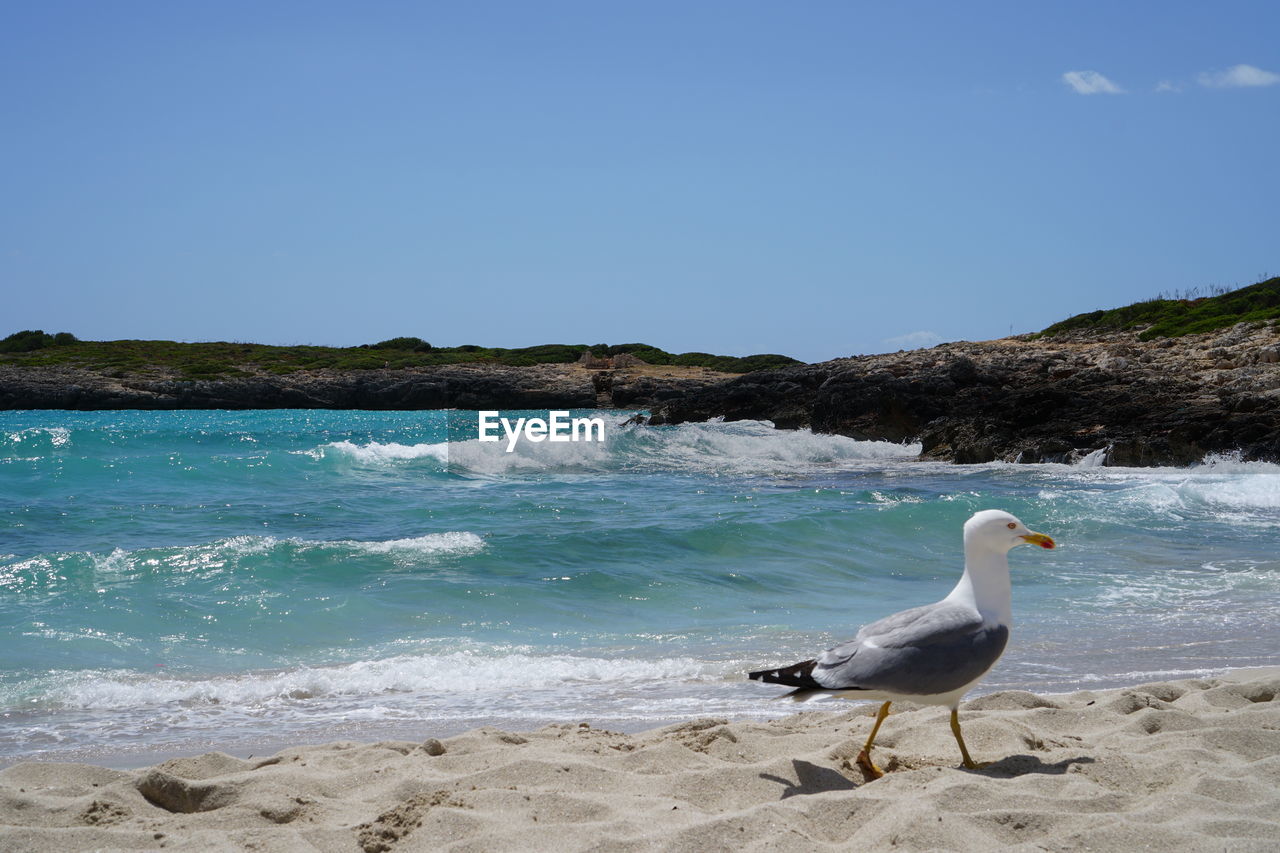 SWAN ON SHORE AGAINST CLEAR SKY