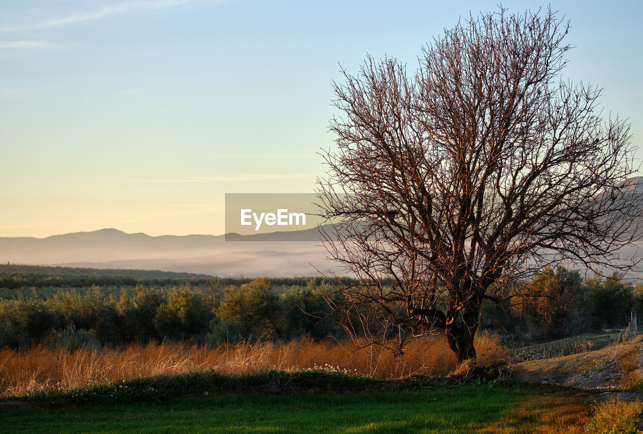 BARE TREE ON FIELD AGAINST SKY